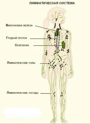 Изображения лимфатической системы человека: скачайте в нужном формате