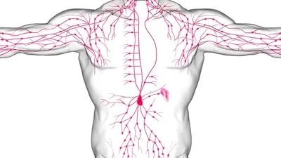 Человеческие лимфоузлы: изображения для загрузки (JPG, PNG, WebP)