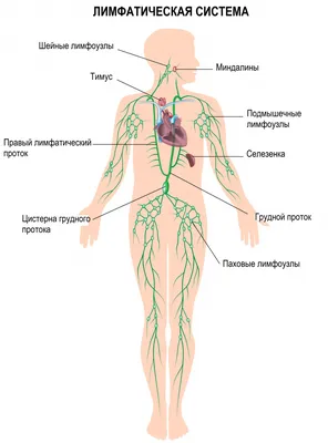 Человеческие лимфоузлы в разных ракурсах: выбор размера (JPG, PNG, WebP)