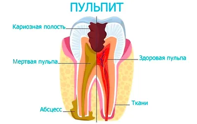 Лимфоузлы человека: фотографии в высоком разрешении (JPG, PNG, WebP)