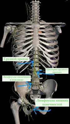 Лимфоузлы человека: изображения для загрузки в формате WebP