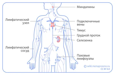 Человеческие лимфоузлы: фото в различных размерах (JPG, PNG, WebP)