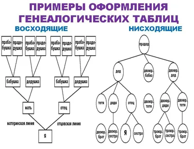 Вершины и стволы: узлы генеалогического дерева семьи