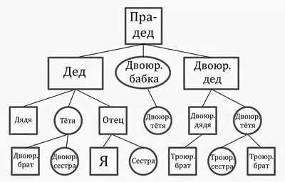 Деревья ветвятся, история раскрывается: фото генеалогического дерева