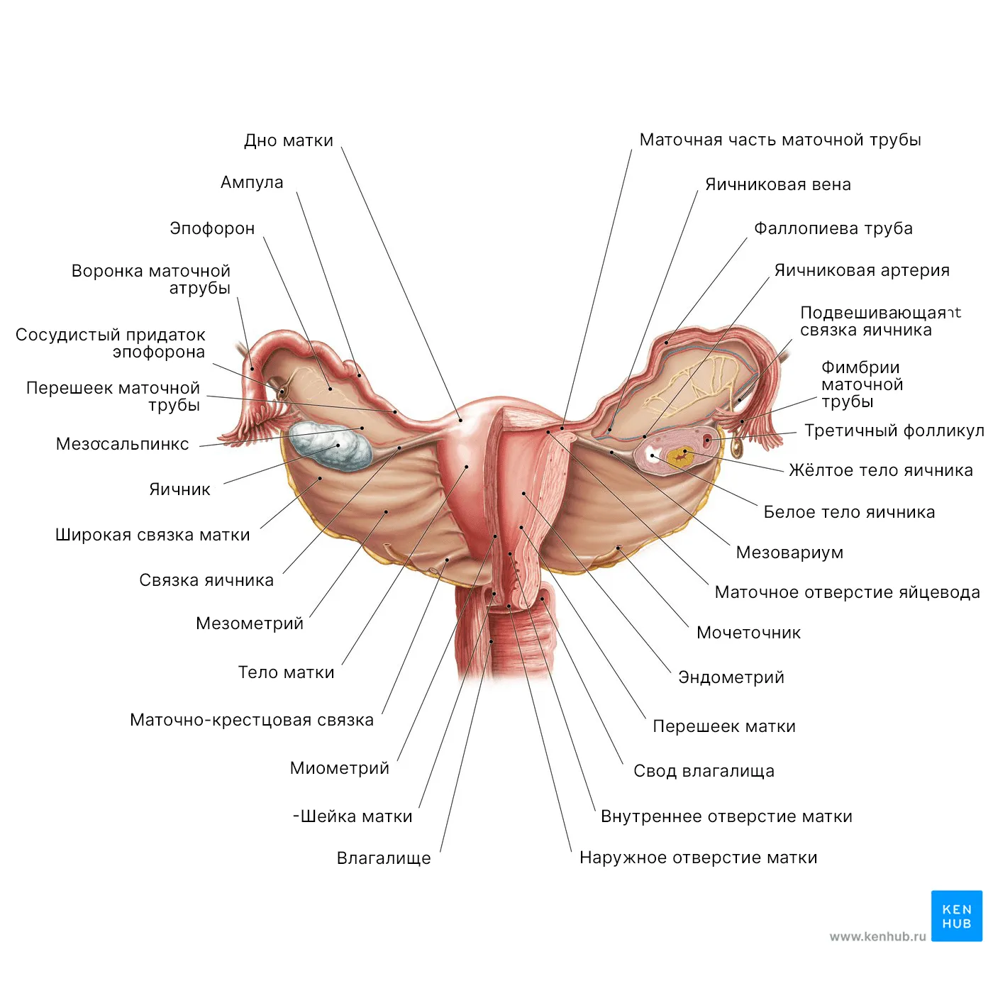 Строение наружных органов женщины. Репродуктивная система женщины схема. Строение матки и влагалища анатомия. Схема внутреннего строения влагалища. Внутреннее строение матки.