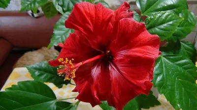 Гибискус или китайская роза: фото с яркими цветами