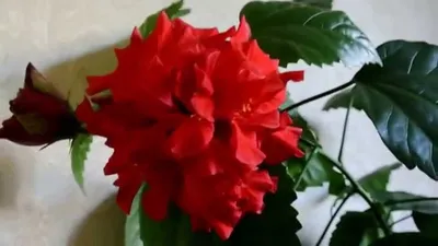 Фото розы Гибискус или китайская роза: скачать в webp формате