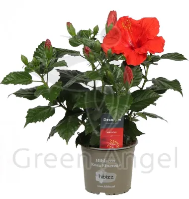 Фотка розы Гибискус или китайская роза: выберите размер для скачивания