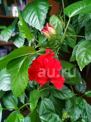 Фотка розы Гибискус или китайская роза: скачать в png формате