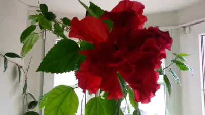Изображение гибискуса или китайской розы: сохраните в jpg формате