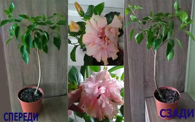 Фотка розы Гибискус или китайская роза: скачать в jpg или webp формате