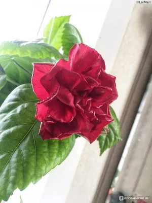 Фотка потрясающего гибискуса или китайской розы: выберите формат для скачивания
