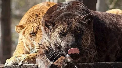 Фото одного из самых редких животных: гибрида льва и пантеры