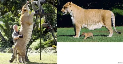 Фотография загадочного гибрида льва и пантеры: настоящий шедевр