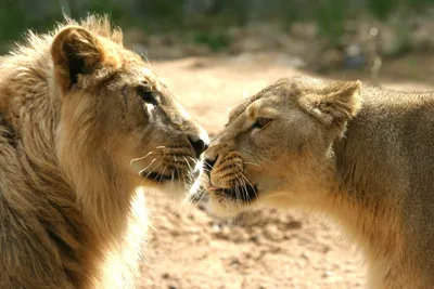 Фотография редкого животного: гибрида льва и пантеры