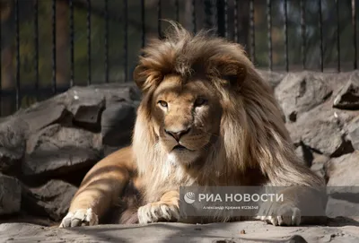 Фотка загадочного гибрида льва и пантеры: идеальное дополнение к вашей коллекции