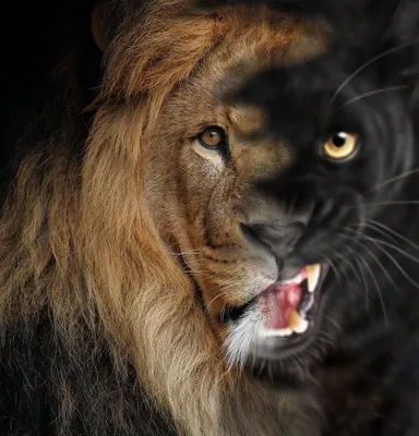 Фотография удивительного гибрида льва и пантеры: настоящее произведение искусства