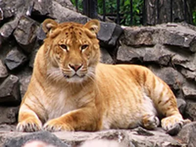 Гибрид льва и пантеры в jpg: великолепное изображение