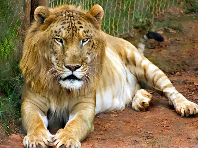 Впечатляющая картинка гибрида льва и пантеры в png