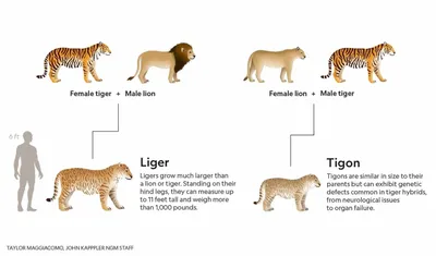Изображение гибрида льва и тигра в высоком разрешении