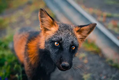 Фото львицы с волчьими оскалами: взгляд, который словно переплетается с ветром