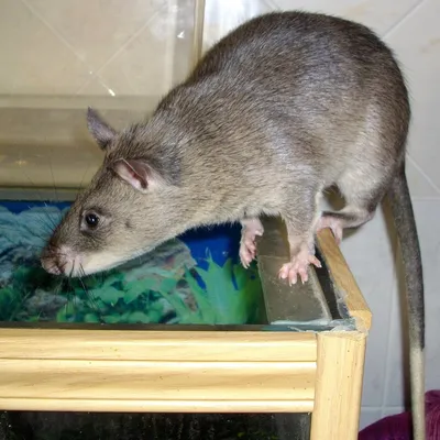 Изображение гигантской крысы для скачивания в PNG