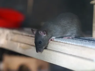 Изображение гигантской крысы в формате PNG для загрузки