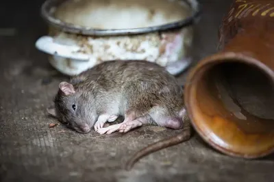 Фото гигантской крысы в формате JPG для сохранения