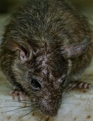 Фотка гигантской крысы в формате PNG с возможностью скачать