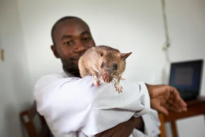 Гигантская крыса в качестве фотографии для проекта