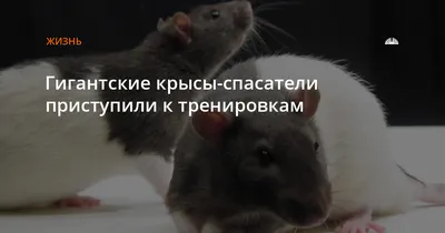 Гигантская крыса в качестве фотографии для проекта сайта
