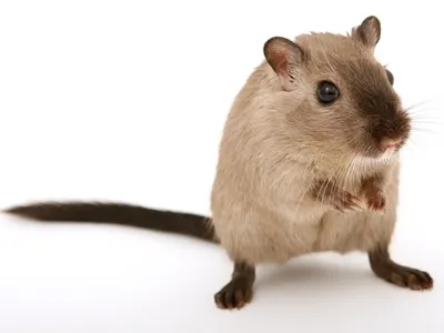Картинка гигантской крысы с возможностью выбора размера для сохранения