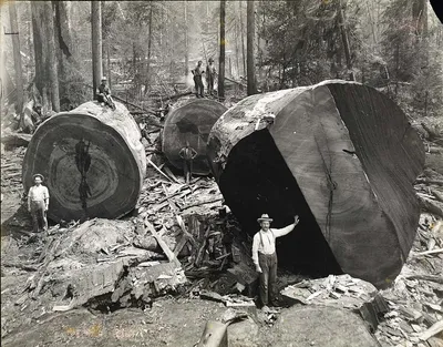 Удивительные фотки гигантских деревьев