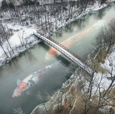 Фотки гигантских рыб: выбери формат загрузки