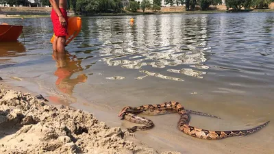 Удивительные изображения гигантских змей