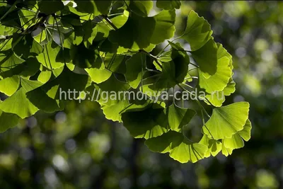 Фотокарточка гинкго дерева: вдохновение для тебя