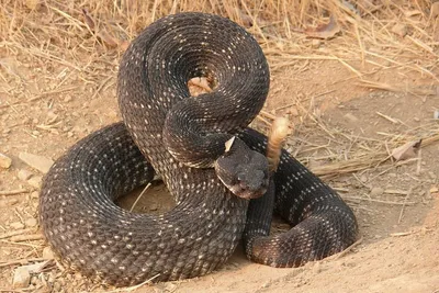 Фото Гюрзы змеи – потрясающая картинка