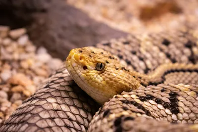 Красивое изображение Гюрзы змеи в формате jpg