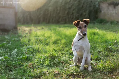 Собачья красота: фотографии гладкошерстного фокстерьера