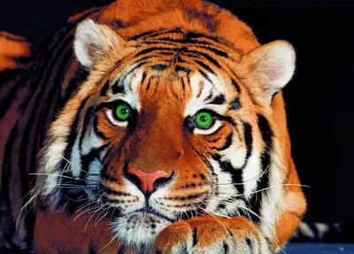 Уникальная картинка глаза тигра в формате webp