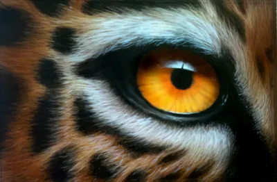 Скачать прекрасную фотку глаза тигра