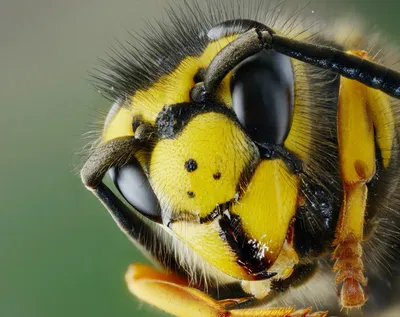 Глаза пчелы  фото