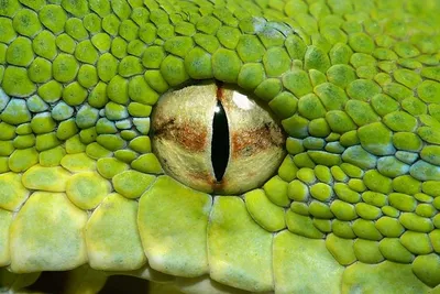 Глаза змеи в формате jpg