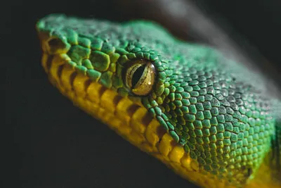 Фотография глаза змеи с впечатляющим детализацией