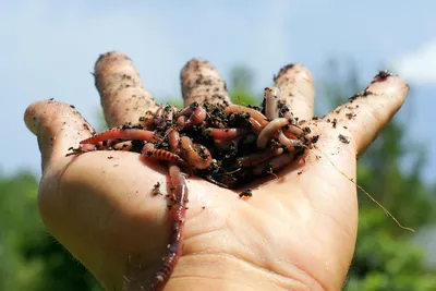 Глисты под кожей человека: Фото в формате PNG