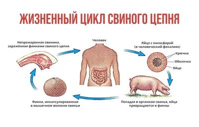 Глисты у Человека: Фото высокого разрешения в PNG