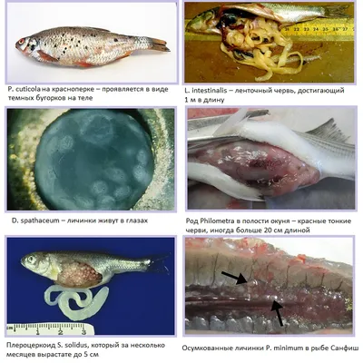 Узнайте больше о воздействии глистов через фотографии рыбы