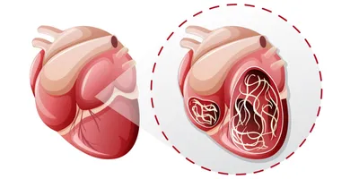 Фотка глистов в сердце: Изысканные изображения для скачивания