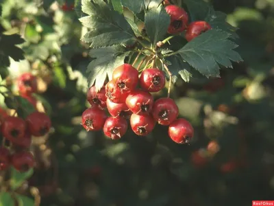 4K фотография Глод дерева в стиле рисунка