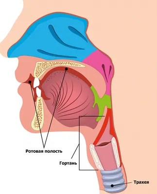 Захватывающая сущность: Скачивайте изображения Глотка человека в PNG